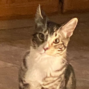 Meet your Posher, Cat meow meow